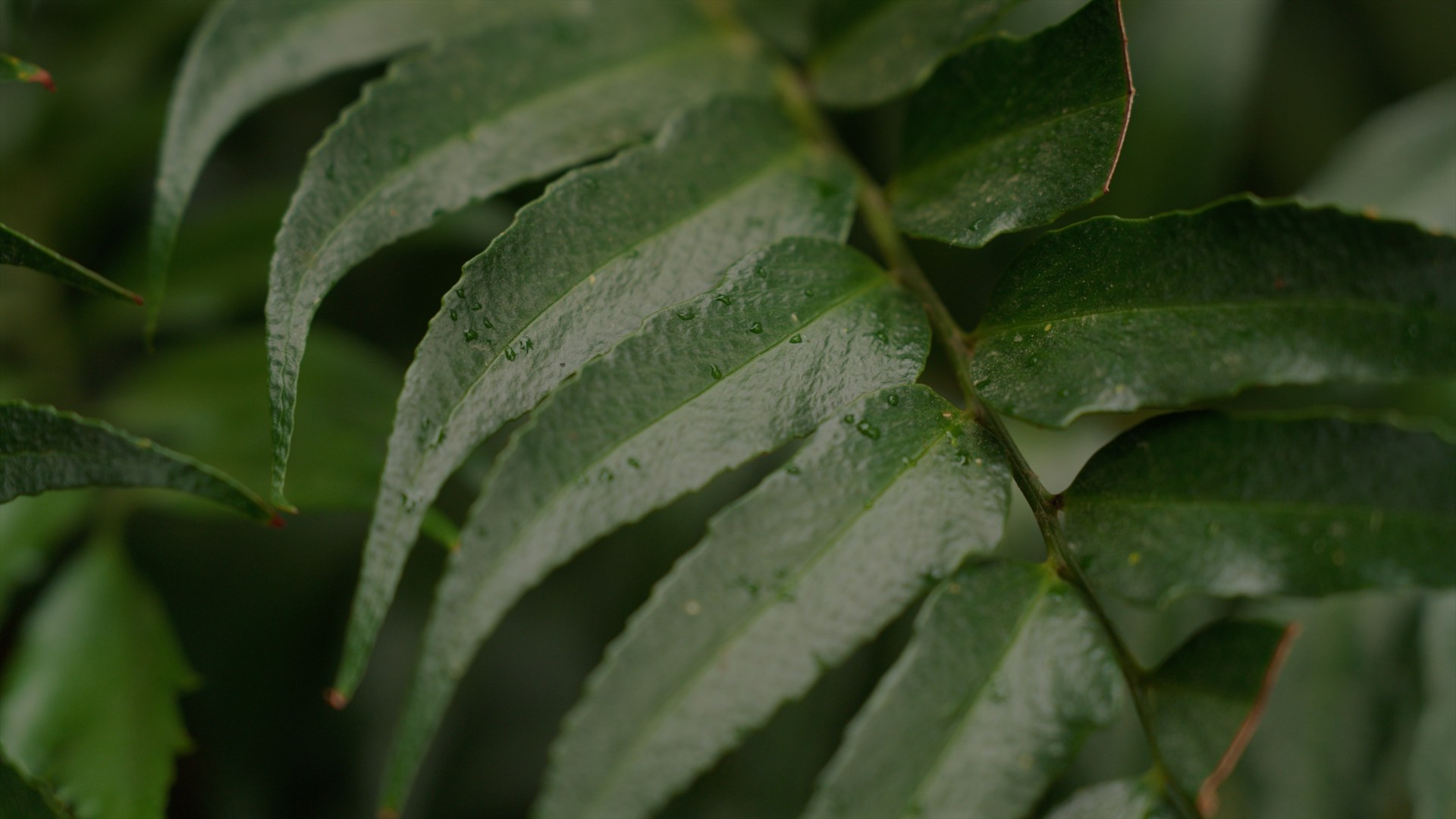 Finished video frame from the Harney Lane website film.