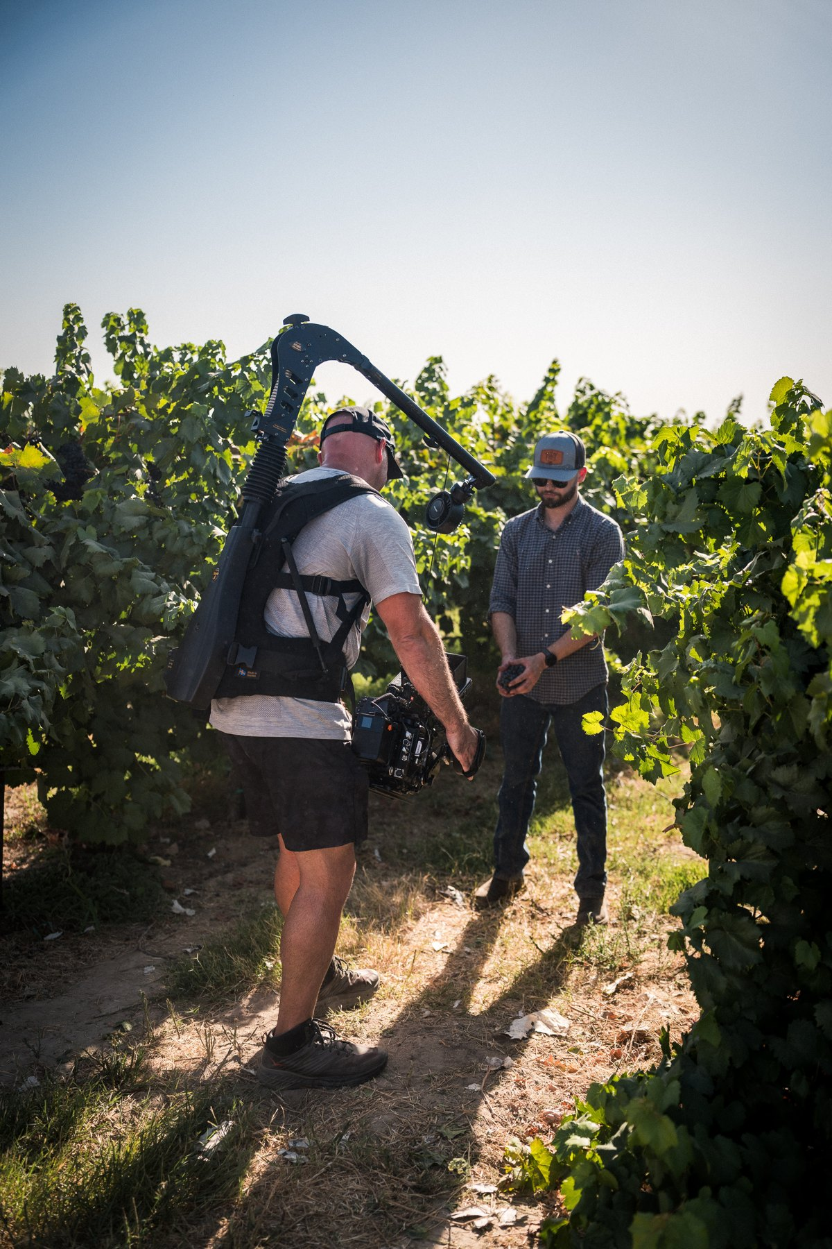 Camera operator using an Easyrig Vario 6 with a BURANO between vineyard rows
